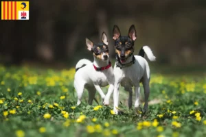 Mehr über den Artikel erfahren American Toy Terrier Züchter und Welpen in der Provence-Alpes-Côte d’Azur