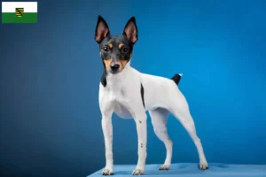 Mehr über den Artikel erfahren American Toy Terrier Züchter und Welpen in Sachsen