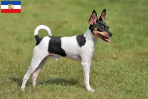 Mehr über den Artikel erfahren American Toy Terrier Züchter und Welpen in Schleswig-Holstein