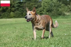 Mehr über den Artikel erfahren Australian Cattle Dog Züchter und Welpen in Polen