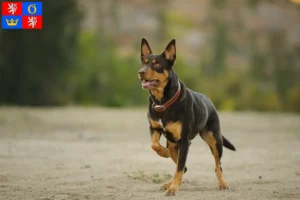 Mehr über den Artikel erfahren Australian Kelpie Züchter und Welpen in Hradec Králové