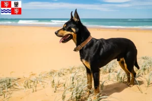 Mehr über den Artikel erfahren Australian Kelpie Züchter und Welpen in Mittelböhmen