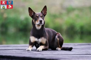 Mehr über den Artikel erfahren Australian Kelpie Züchter und Welpen in Pardubice