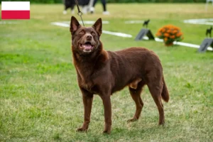 Mehr über den Artikel erfahren Australian Kelpie Züchter und Welpen in Polen