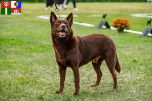 Mehr über den Artikel erfahren Australian Kelpie Züchter und Welpen in Südböhmen