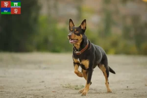 Mehr über den Artikel erfahren Australian Kelpie Züchter und Welpen in Ústí