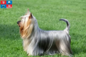 Mehr über den Artikel erfahren Australian Silky Terrier Züchter und Welpen in Karlsbad