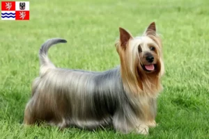 Mehr über den Artikel erfahren Australian Silky Terrier Züchter und Welpen in Mittelböhmen