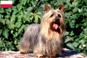 Mehr über den Artikel erfahren Australian Silky Terrier Züchter und Welpen in Polen