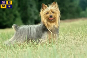 Mehr über den Artikel erfahren Australian Silky Terrier Züchter und Welpen in Zlín