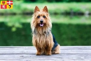 Mehr über den Artikel erfahren Australian Terrier Züchter und Welpen in Auvergne-Rhône-Alpes