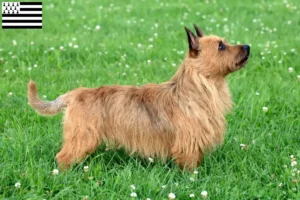 Mehr über den Artikel erfahren Australian Terrier Züchter und Welpen in der Bretagne