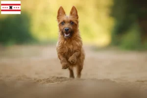 Mehr über den Artikel erfahren Australian Terrier Züchter und Welpen in Drenthe