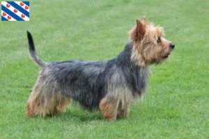 Mehr über den Artikel erfahren Australian Terrier Züchter und Welpen in Friesland