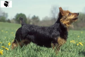 Mehr über den Artikel erfahren Australian Terrier Züchter und Welpen auf Korsika