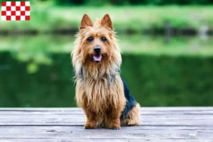 Mehr über den Artikel erfahren Australian Terrier Züchter und Welpen in Nordbrabant