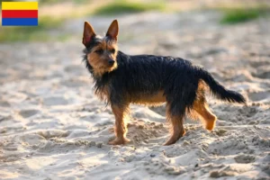 Mehr über den Artikel erfahren Australian Terrier Züchter und Welpen in Nordholland