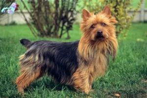 Mehr über den Artikel erfahren Australian Terrier Züchter und Welpen in Nordjylland