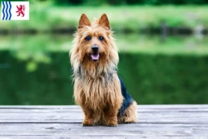 Mehr über den Artikel erfahren Australian Terrier Züchter und Welpen in Nouvelle-Aquitaine