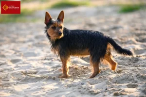 Mehr über den Artikel erfahren Australian Terrier Züchter und Welpen in Okzitanien