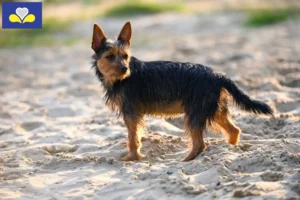 Mehr über den Artikel erfahren Australian Terrier Züchter und Welpen in Region Brüssel-Hauptstadt