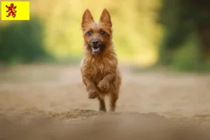 Mehr über den Artikel erfahren Australian Terrier Züchter und Welpen in Südholland