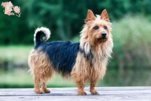 Mehr über den Artikel erfahren Australian Terrier Züchter und Welpen in Syddanmark