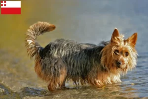 Mehr über den Artikel erfahren Australian Terrier Züchter und Welpen in Utrecht