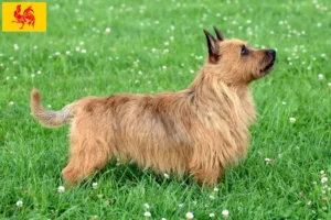 Mehr über den Artikel erfahren Australian Terrier Züchter und Welpen in Wallonische Region