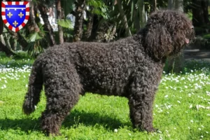 Mehr über den Artikel erfahren Barbet Züchter und Welpen in Centre-Val de Loire