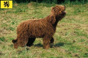 Mehr über den Artikel erfahren Barbet Züchter und Welpen in Flandern