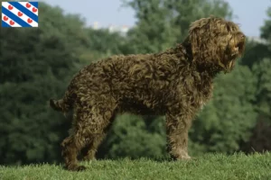 Mehr über den Artikel erfahren Barbet Züchter und Welpen in Friesland