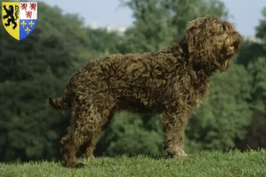 Mehr über den Artikel erfahren Barbet Züchter und Welpen in Hauts-de-France