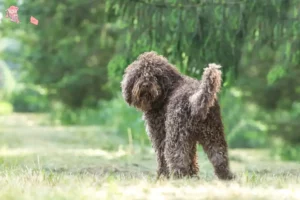 Mehr über den Artikel erfahren Barbet Züchter und Welpen in Hovedstaden