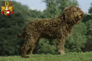 Mehr über den Artikel erfahren Barbet Züchter und Welpen in Kärnten