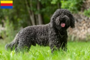 Mehr über den Artikel erfahren Barbet Züchter und Welpen in Nordholland