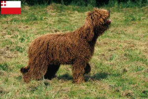 Mehr über den Artikel erfahren Barbet Züchter und Welpen in Utrecht