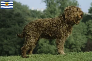 Mehr über den Artikel erfahren Barbet Züchter und Welpen in Zeeland