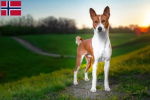 Mehr über den Artikel erfahren Basenji Züchter und Welpen in Norwegen