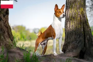 Mehr über den Artikel erfahren Basenji Züchter und Welpen in Polen