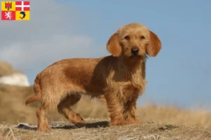 Mehr über den Artikel erfahren Basset fauve de Bretagne Züchter und Welpen in Auvergne-Rhône-Alpes