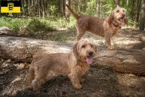 Mehr über den Artikel erfahren Basset fauve de Bretagne Züchter und Welpen in Baden-Württemberg