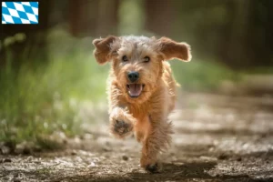 Mehr über den Artikel erfahren Basset fauve de Bretagne Züchter und Welpen in Bayern