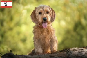 Mehr über den Artikel erfahren Basset fauve de Bretagne Züchter und Welpen in Berlin