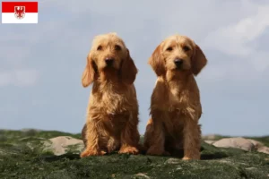 Mehr über den Artikel erfahren Basset fauve de Bretagne Züchter und Welpen in Brandenburg