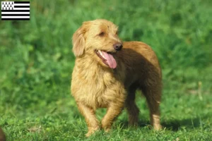 Mehr über den Artikel erfahren Basset fauve de Bretagne Züchter und Welpen in der Bretagne