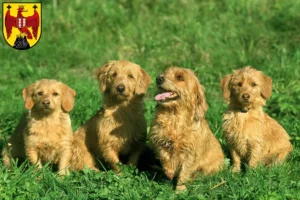 Mehr über den Artikel erfahren Basset fauve de Bretagne Züchter und Welpen im Burgenland