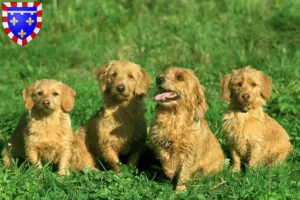 Mehr über den Artikel erfahren Basset fauve de Bretagne Züchter und Welpen in Centre-Val de Loire