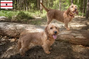 Mehr über den Artikel erfahren Basset fauve de Bretagne Züchter und Welpen in Drenthe