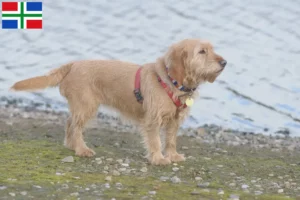 Mehr über den Artikel erfahren Basset fauve de Bretagne Züchter und Welpen in Groningen